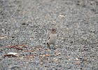 Sneeuwvink (White-winged snowfinch) (Montifringilla nivalis) - parkeerplaats Yolin Am (3)